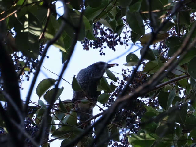 ひとはくblog - 兵庫県立 人と自然の博物館（ひとはく） (Page 42)